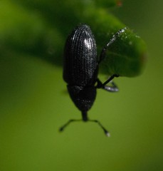 Baridina