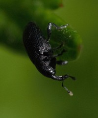 Baridina