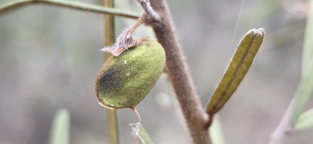 Hovea longifolia; photograph (c) Andrew Thornhill, some rights reserved (CC BY)