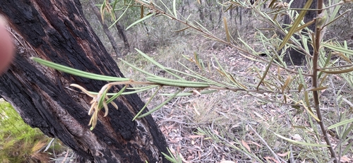 Hovea longifolia, photograph 1