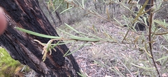 (c) Andrew Thornhill, some rights reserved (CC BY) Hovea longifolia, photograph (c) Andrew Thornhill, some rights reserved (CC BY)
