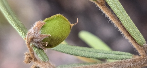 Hovea longifolia, photograph 2