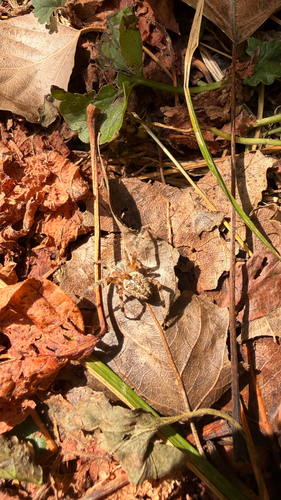 Cross Orbweaver