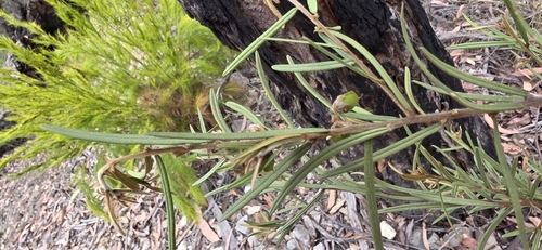 Hovea longifolia, photograph 3