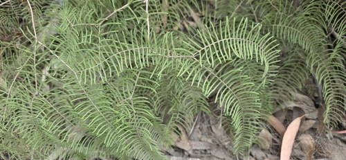 Gleichenia dicarpa