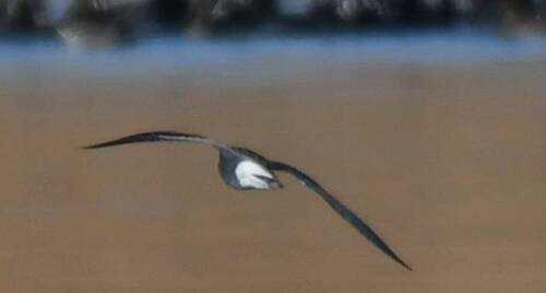 Green Sandpiper