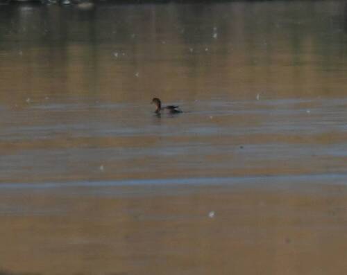 Little Grebe