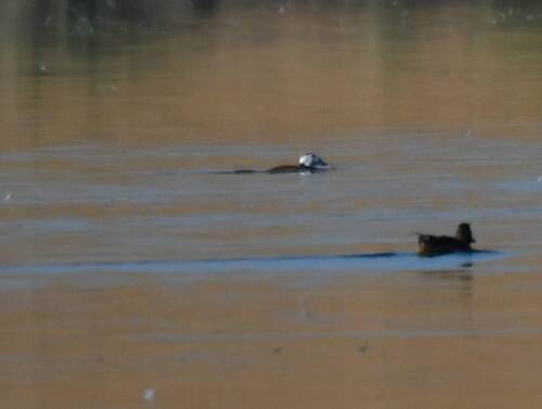 White-headed Duck