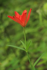 Lilium concolor partheneion