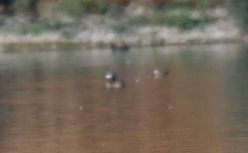 White-headed Duck