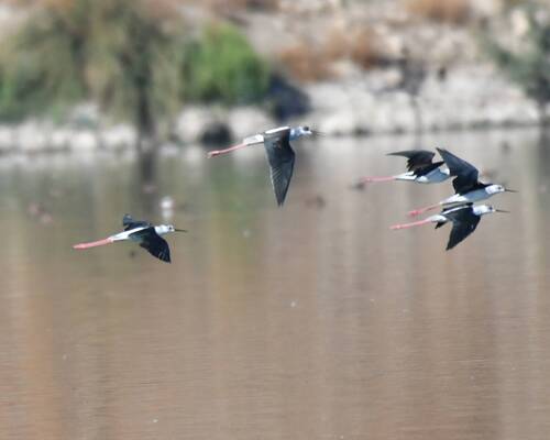 Black-winged Stilt