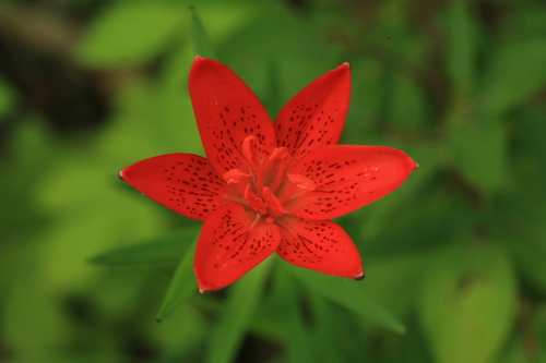 Lilium concolor Salisb.