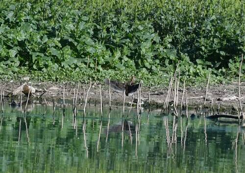 Common Snipe