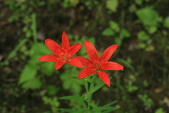 Lilium concolor partheneion