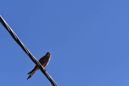 Eurasian Kestrel