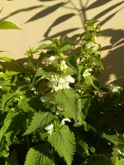 Lamium album