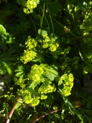 Alchemilla