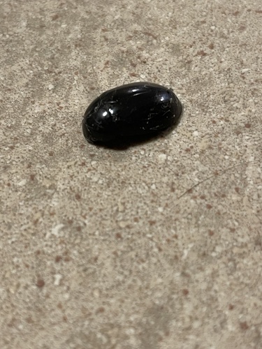 Lesser Silver Water Beetle
