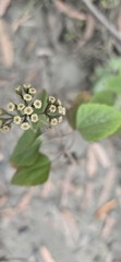 Ageratina adenophora