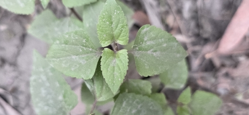 Ageratina adenophora, photograph 2