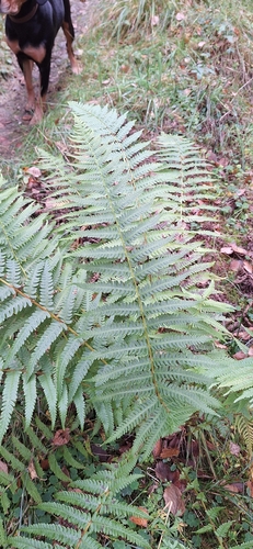 Lemon-scented Fern