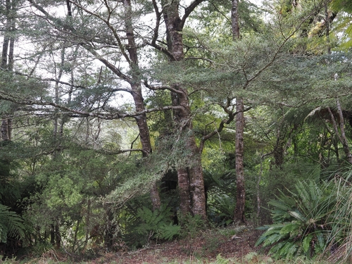 Nothofagus solandri