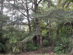 Nothofagus solandri