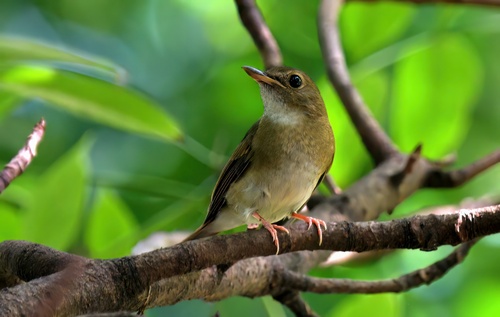 Brown-chested Jungle Flycatcher