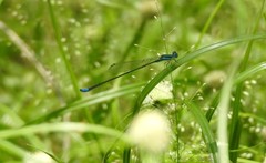 Aciagrion occidentale