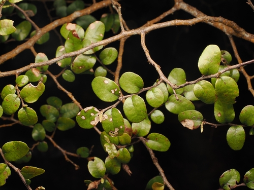 Nothofagus solandri, photograph 1