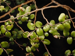 (c) Angus Campbell, some rights reserved (CC BY) Nothofagus solandri, photograph (c) Angus Campbell, some rights reserved (CC BY)