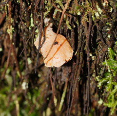 Panellus ligulatus