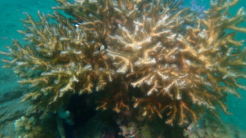 Pocillopora acuta observed 2026-09-14