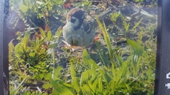 Passer montanus