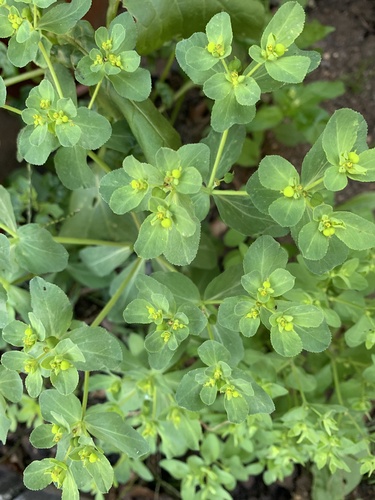 Euphorbia helioscopia, photograph 3