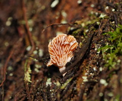 Panellus ligulatus