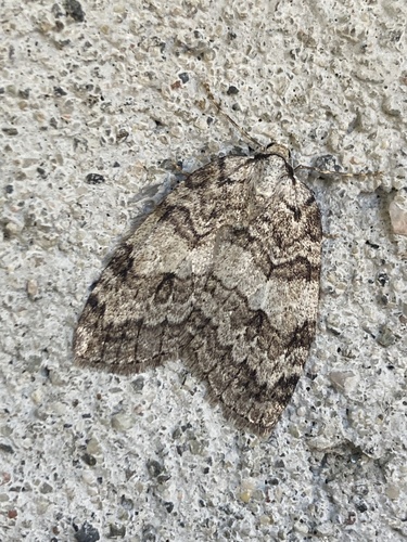 Autumnal Moth