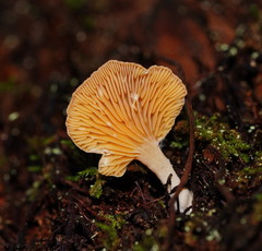 Panellus ligulatus
