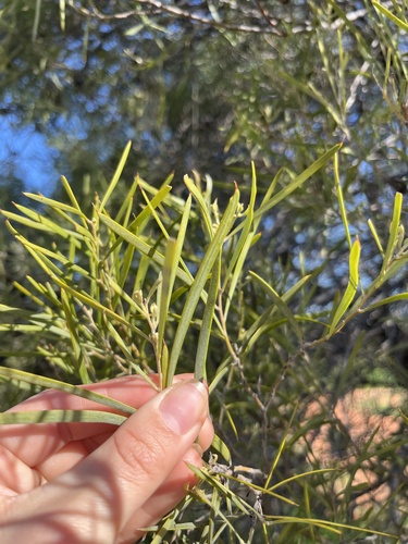 Acacia oswaldii observed 2026-09-22