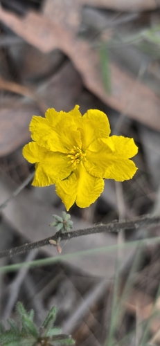 Hibbertia vestita