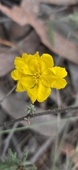 Hibbertia vestita