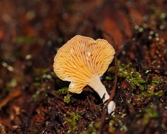 Panellus ligulatus