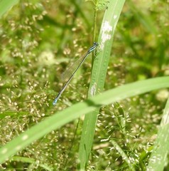 Aciagrion occidentale