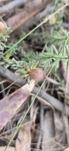 Hibbertia vestita, photograph 2