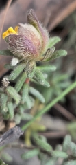 Hibbertia vestita, photograph (c) Andrew Thornhill, some rights reserved (CC BY)