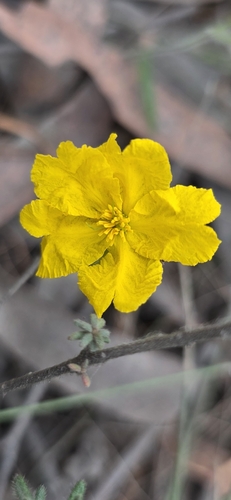 Hibbertia vestita, photograph 4