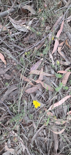 Hibbertia vestita, photograph 5