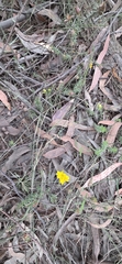 Hibbertia vestita, photograph (c) Andrew Thornhill, some rights reserved (CC BY)