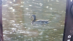 Anas platyrhynchos × zonorhyncha