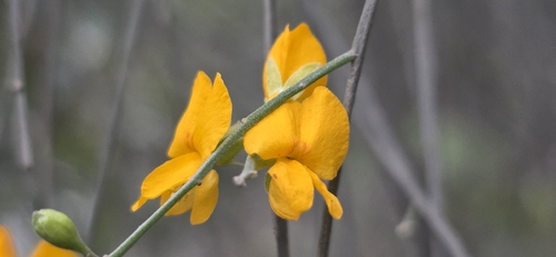 Jacksonia scoparia